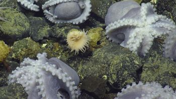 Media type: image;   Invertebrate Zoology 153104 Description: live specimen;